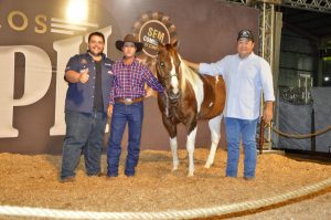 Paint Horse tem novo recorde de preços entre fêmeas, com lote comercializado por R$ 252.000,00