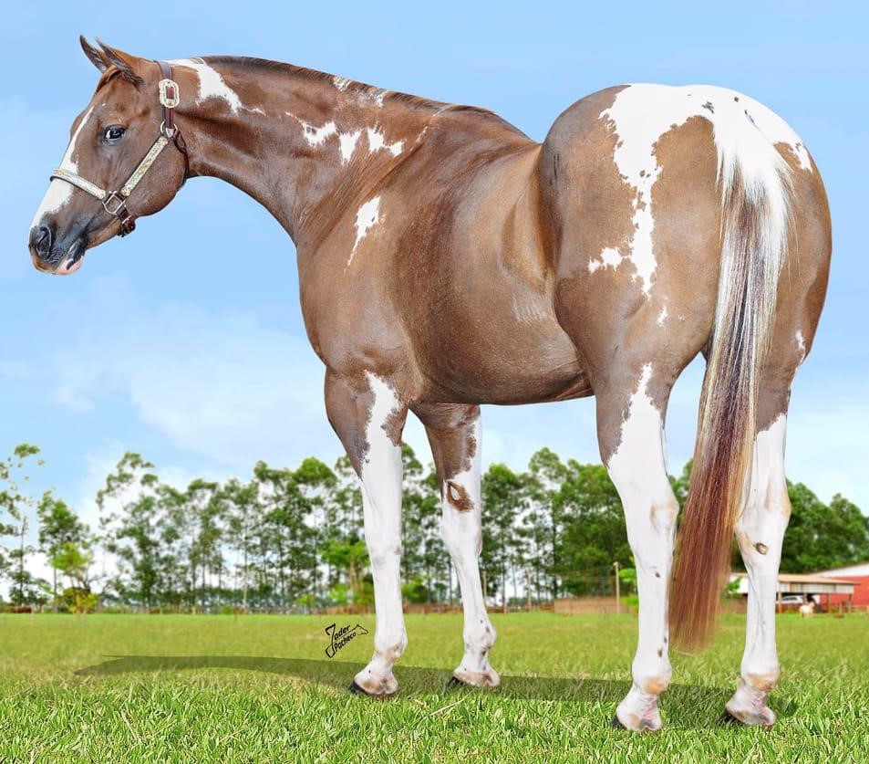 Raça Paint Horse tem novo recorde de preço em comercialização de embrião no Brasil