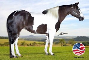 Leilão Virtual Performance Horses alcançou valores expressivos de comercialização