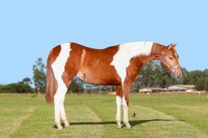 Potra Baby da Raça Paint Horse é vendida por preço recorde