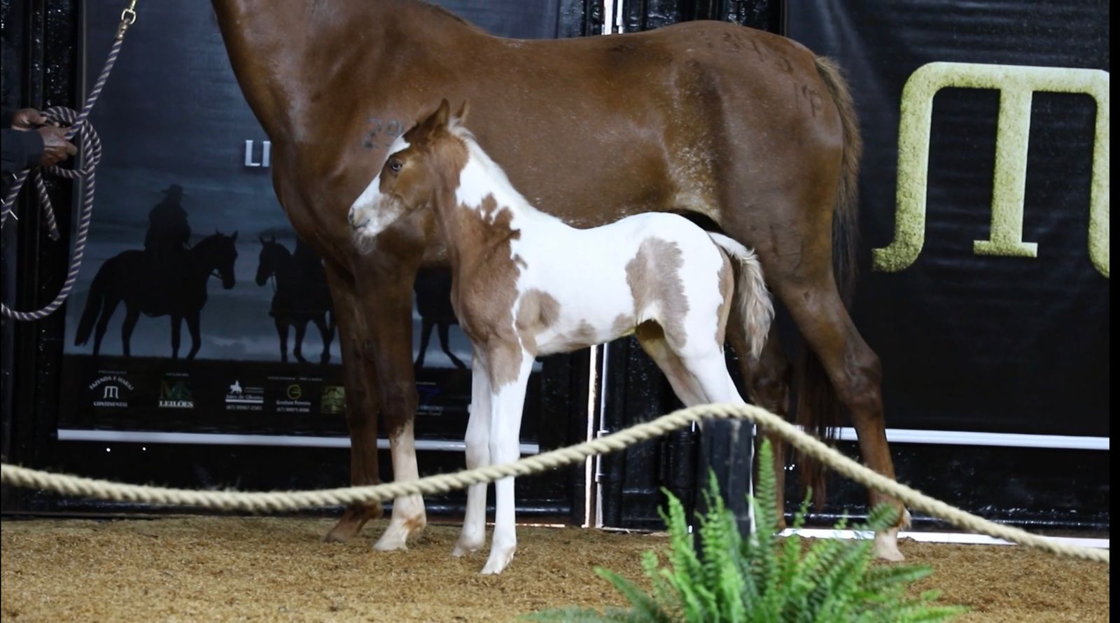 Potra Paint Horse bate recorde nacional em leilão