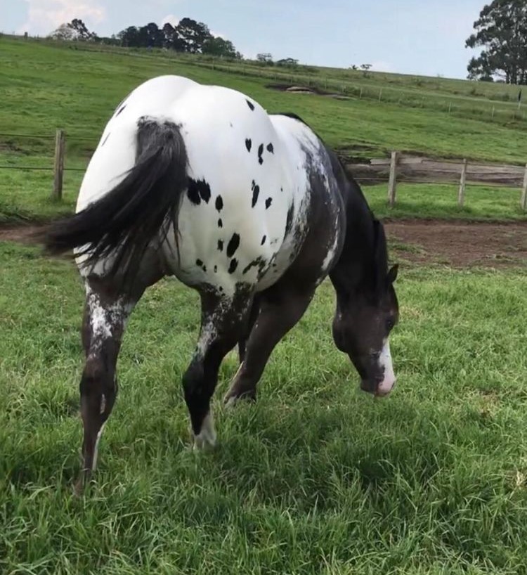 Raça de cavalos Appaloosa volta a ser reconhecida no Brasil — CompreRural