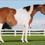 Leilão Virtual “Allim Bassitt & Amigos” reúne grandes exemplares das raças Paint Horse e Quarto de Milha