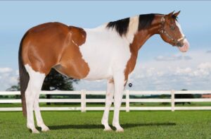 Leia mais sobre o artigo Leilão Virtual “Allim Bassitt & Amigos” reúne grandes exemplares das raças Paint Horse e Quarto de Milha