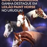 Genética brasileira ganha destaque em Leilão Paint Horse do Uruguai