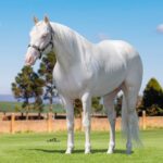 Alta liquidez marca o sucesso do Leilão Virtual Haras Tradition – Victory